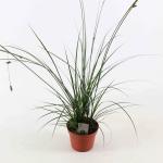 Carex brunnea