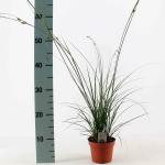 Carex brunnea