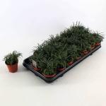 Ophiopogon jap. 'Minor'