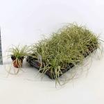 Carex oshim. 'Evergold'
