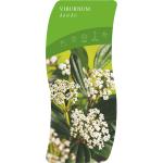Viburnum davidii