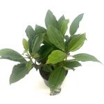 Viburnum davidii