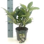 Viburnum davidii
