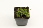Thymus praecox 'Albiflorus'