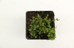 Thymus praecox 'Albiflorus'
