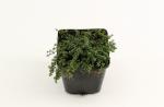 Thymus praecox 'Coccineus'