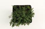 Thymus praecox 'Coccineus'
