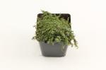 Thymus praecox 'Minor'