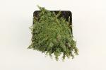 Thymus praecox 'Minor'