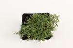 Thymus praecox 'Pseudolanuginosus'