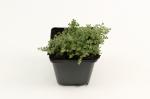 Thymus praecox 'Pseudolanuginosus'