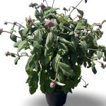 Hydrangea asp. 'Macrophylla'