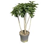Syringa v. 'Michel Buchner'