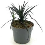 Ophiopogon plan. 'Niger'