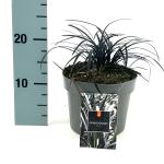 Ophiopogon plan. 'Niger'