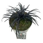 Ophiopogon plan. 'Niger'
