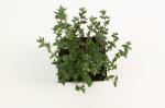 Thymus vulgaris