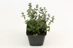 Thymus vulgaris