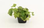 Tiarella cordifolia