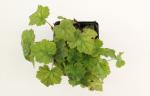 Tiarella cordifolia