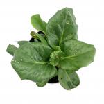 Bergenia cordifolia