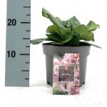 Bergenia cordifolia