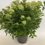 Hydrangea pan. Little Lime