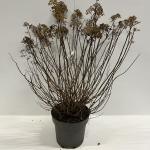 Hydrangea pan. Little Lime