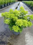 Hydrangea pan. Little Lime