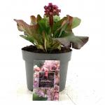 Bergenia cordifolia 'Purpurea'