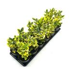 Euonymus jap. Marieke