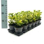 Euonymus jap. Marieke