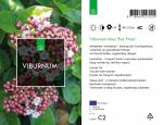 Viburnum tin. 'Eve Price'
