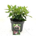 Viburnum tin. 'Eve Price'