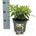 Viburnum tin. 'Eve Price'