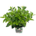 Viburnum tin. 'Eve Price'