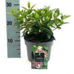 Viburnum tin. 'Eve Price'