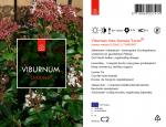 Viburnum tin. Lisarose