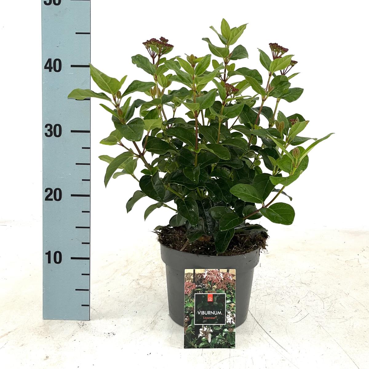 Viburnum tin. Lisarose
