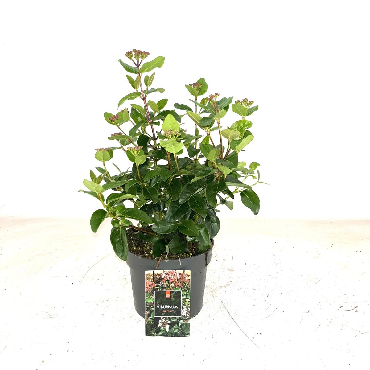 Viburnum tin. Lisarose