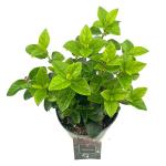 Viburnum tin. Lisarose