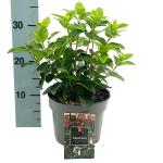 Viburnum tin. Lisarose