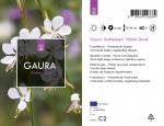 Gaura l. 'White Dove', wit
