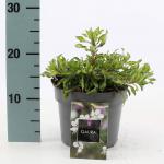 Gaura l. 'White Dove', wit