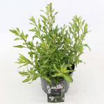 Gaura l. 'White Dove', wit