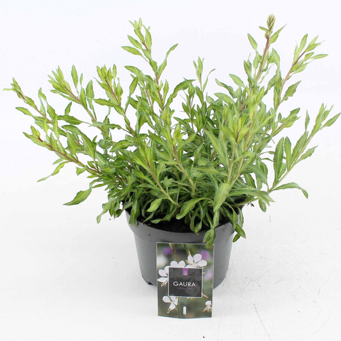 Gaura l. 'White Dove', wit