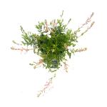 Gaura l. 'White Dove', wit
