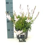 Gaura l. 'White Dove', wit