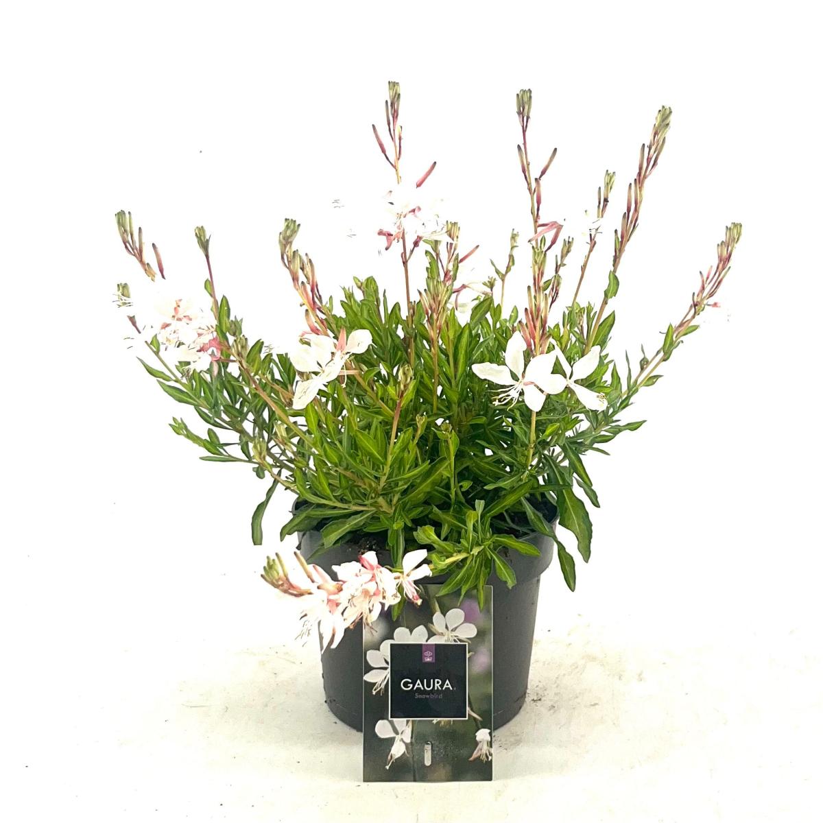 Gaura l. 'White Dove', wit