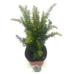 Taxus baccata